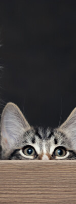 eduquer-son-Chaton-comment-bien-eduquer-son-Chaton-mobile