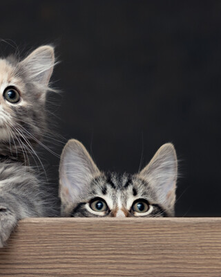 eduquer-son-Chaton-comment-bien-eduquer-son-Chaton-mobile