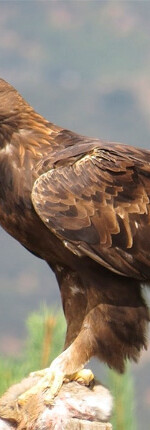 aguila-real