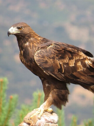 aguila-real