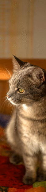 cerca-hermoso-gato_23-2149216318