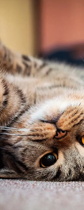 Particularidades-de-los-felinos