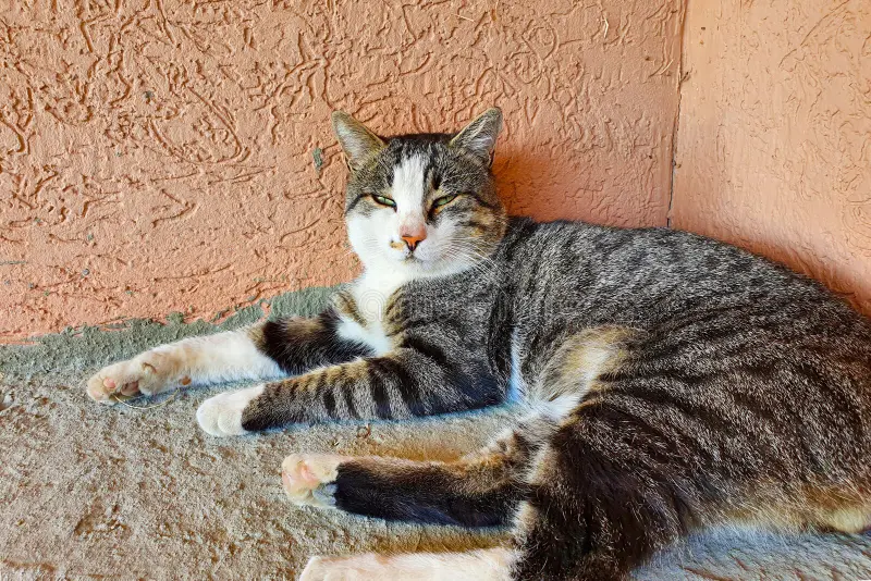 gato-tricolor-dormindo-na-rua-foto-horizontal-196711186