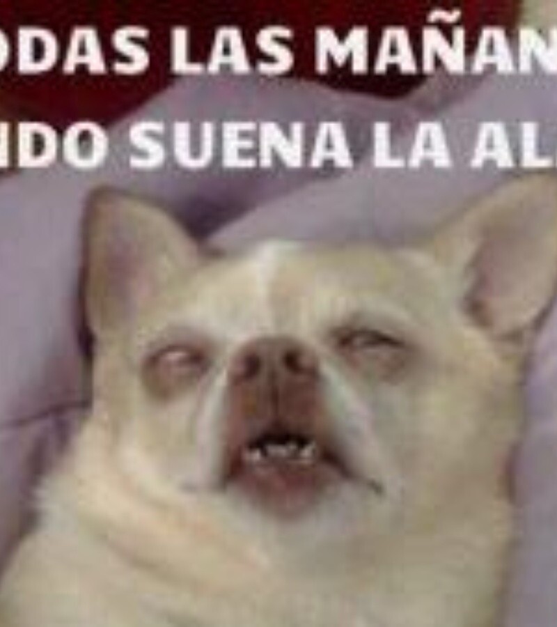 los_mejores_memes_de_perros_y_gatos_para_morir_de_la_risa88_crop1592674969536