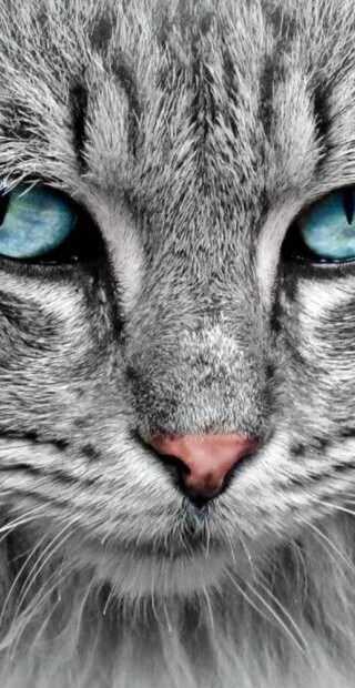 abuelo-de-los-gatos-930x620