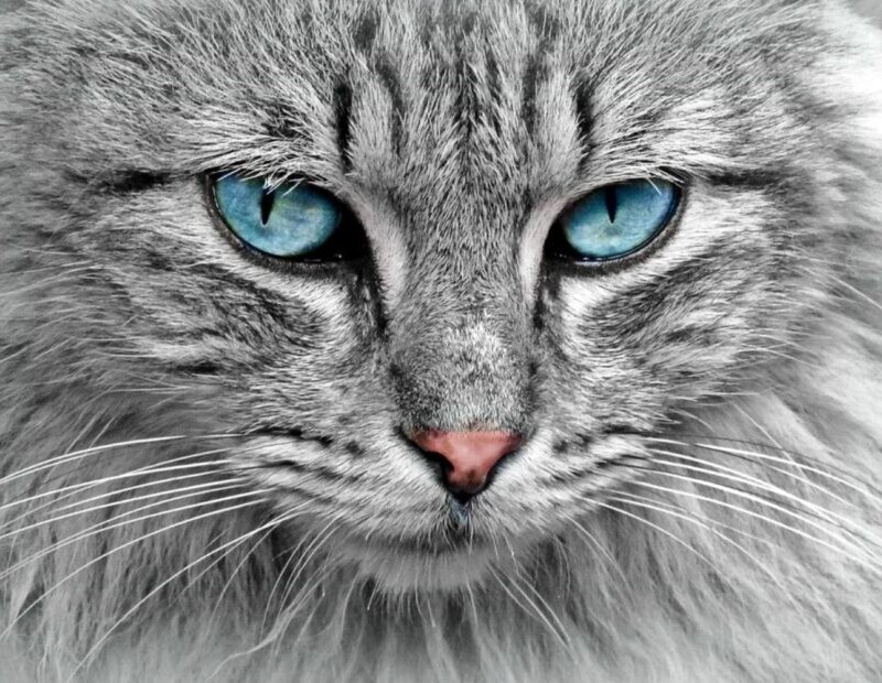 abuelo-de-los-gatos-930x620