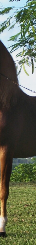 Puerto_rican-Paso-Fino-Horse-chestnut