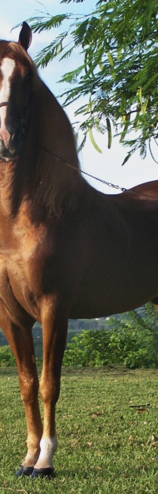 Puerto_rican-Paso-Fino-Horse-chestnut