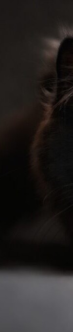 gatos-cosas-raras-1200×675