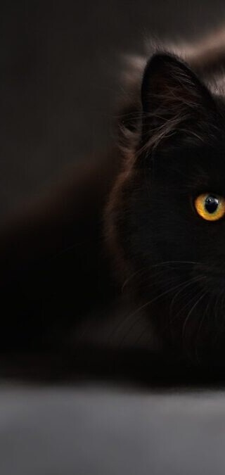 gatos-cosas-raras-1200x675