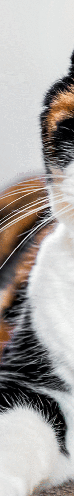 ec62h-signs-your-cat-is-getting-old-hero-cat