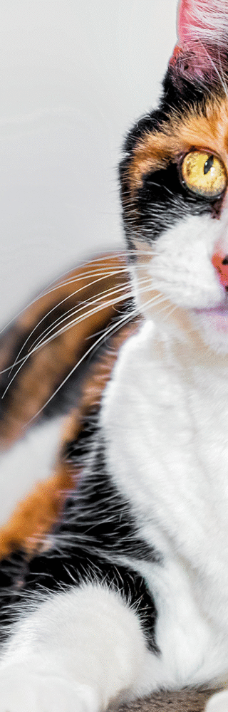 ec62h-signs-your-cat-is-getting-old-hero-cat