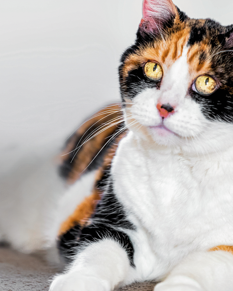 ec62h-signs-your-cat-is-getting-old-hero-cat