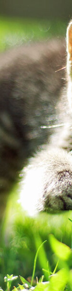 shutterstock_67901620-1000x600sfw-1