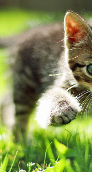 shutterstock_67901620-1000x600sfw-1