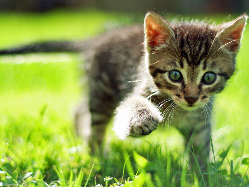 shutterstock_67901620-1000x600sfw-1