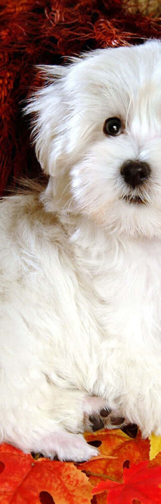 white-dog-pictures-f1uaai20ko8sxr07