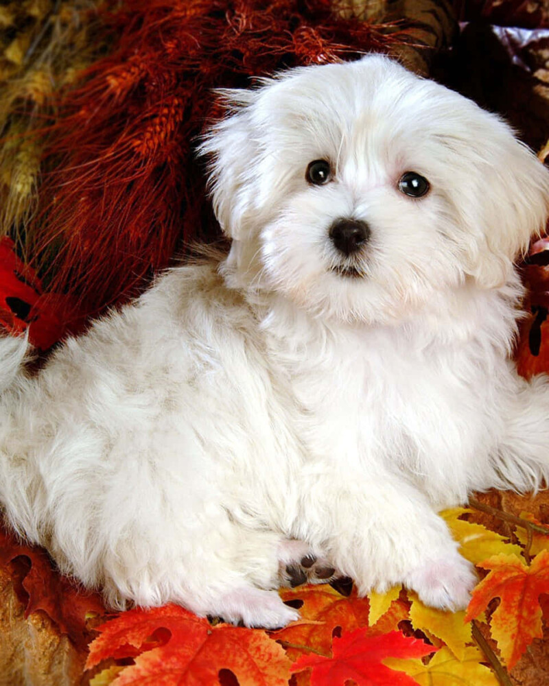 white-dog-pictures-f1uaai20ko8sxr07